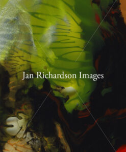Anticipate Resurrection - Jan Richardson Images