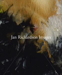 Delivered - Jan Richardson Images