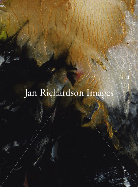 Delivered - Jan Richardson Images